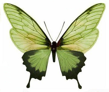 Welke (page) vlinder?